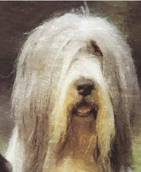 .Hand Painted Effect Bearded Collie DOWNLOAD - 14 Pages